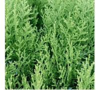 Thuya de Chine Elegantissima - Platycladus orientalis Elegantissima 25/35cm Pot 2 5L