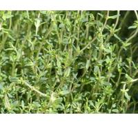 Thym citron - Thymus citriodorus - résistante au froid