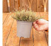 Thym Silver Queen - Buisson de Thym | Herbe Aromatique | Plante Potagère | Plante Fraîche à Cuisiner Facile à Cultiver