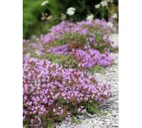 Thym, Thymus serpyllum, Farigoule - Barigoule