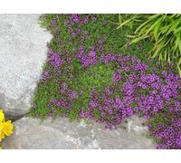 Thym, Thymus serpyllum, Farigoule - Barigoule - couvre sol