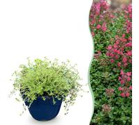 Thymus praecox Red Carpet - Thym rampant - Parfumé - Rouge-rose - 24 plants - 15-25cm - Ø11cm - Plante de jardin