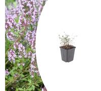 Thymus vulgaris | 24 pièces - 10-25cm - Ø9cm - Plante de jardin