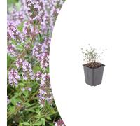 Thymus vulgaris | 60 pièces - 10-25cm - Ø9cm - Plante de jardin