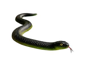 Tianeri Faux serpent | Accessoires de bâillon grandeur nature | Dispositifs pour effrayer les oiseaux de jardin, pour cours, balcons, terrasses, pelouse, extérieur, cour, ferme, porche, parc