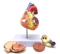 TIANQIHAO Modèle De Cœur Humain Anatomiquement Précis, Numéroté, en 2 Parties avec 34 Structures Anatomiques Maintenues Ensemble par des Aimants sur Une Base À L'Échelle 1:1.,2xlife-Size