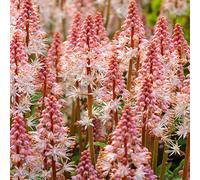 Tiarella Spring Symphony Plante vivace à fleurs blanches en plein air