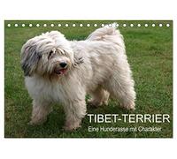 Tibet-Terrier - Eine Hunderasse mit Charakter (Tischkalender 2027 DIN A5 quer), CALVENDO Monatskalender: Der Tibet-Terrier ist eine liebenswerte, lebhafte, freundliche und fröhliche Hunderassee