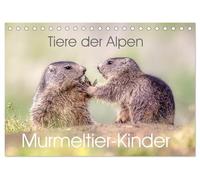 Tiere der Alpen - Murmeltier-Kinder (Tischkalender 2026 DIN A5 quer), CALVENDO Monatskalender: Herzige Bilder vom Murmeltier-Nachwuchs