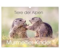 Tiere der Alpen - Murmeltier-Kinder (Wandkalender 2026 DIN A3 quer), CALVENDO Monatskalender: Herzige Bilder vom Murmeltier-Nachwuchs