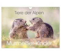 Tiere der Alpen - Murmeltier-Kinder (Wandkalender 2026 DIN A4 quer), CALVENDO Monatskalender: Herzige Bilder vom Murmeltier-Nachwuchs