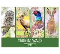 Tiere im Wald. Bezaubernde Begegnungen (Wandkalender 2026 DIN A4 quer), CALVENDO Monatskalender: Ein magischer Ausflug durch den Wald