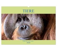 Tiere Schau mir in die Augen (Wandkalender 2026 DIN A2 quer), CALVENDO Monatskalender: Von Auge zu Auge mit den Tieren der Welt