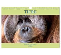 Tiere Schau mir in die Augen (Wandkalender 2026 DIN A4 quer), CALVENDO Monatskalender: Von Auge zu Auge mit den Tieren der Welt