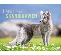 Tierwelt Skandinavien Kalender 2027 | Bildgewaltiger Tier-Kalender im großen Querformat (54x42 cm) | Polarfuchs, Bär, Walross & Rentier im hohen Norden
