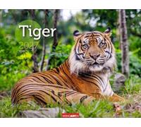 Tiger Kalender 2027: Die majestätischen Großkatzen in einem großen Wand-Kalender. Hochwertiger Fotokalender mit Porträts der verschiedenen Tigerarten 44 x 34 cm Querformat