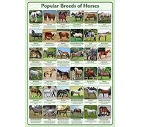 Tiger Moon The Tiger Moon Trading Company Ltd Populaire Races de chevaux Poster Format A2 42 x 59,4 cm Papier laminé