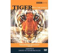 Tiger Spy In The Jungle G