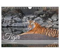 Tiger von Ranthambore (Wandkalender 2026 DIN A4 quer), CALVENDO Monatskalender: Wilde Raubkatzen hautnah