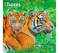 Tigers - Tiger 2027 - 16-Monatskalender: Original BrownTrout-Kalender [Mehrsprachig] [Kalender]