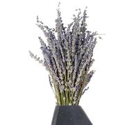 Tiges de Lavande séchées - Lavande séchée - Lot de 10 tiges de 30,5 cm, arôme parfumé Naturel, Violettes | Arrangement Floral Bricolage
