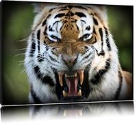 tigre agressif Toile, XXL photos complètement encadrée avec de grandes images de coin, art impression sur la photo murale avec cadre, moins cher que la peinture ou une peinture à l'huile, pas une affiche ou bannière