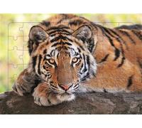 Tigre - Puzzle photo - 48 pieces - Collectif - Piccolia - Jeux livres objets