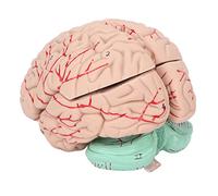 TIKATARER Modèle d'Anatomie du Cerveau, Professionnels du Modèle de Cerveau, Médecins Enseignant Le de Humain Anatomie Humaine pour Affichage de l'école Hospitalière