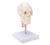 TIKATARER Modèle de Crâne Humain numéroté, Modèle de Colonne Cervicale de Crâne Humain 1/2, d'anatomie de Squelette avec Base, Idéal pour l'enseignement et l'étude du Corps