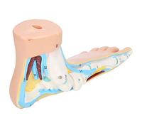 TIKATARER Modèle de Pied Anatomie, Modèle de Pied Humain de Humain Squelettique Adultes Adultes Vies Enseigne de la Recherche sur l'enseignement Affichage Musculaire Expliquer les Accessoires (pied