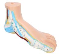 TIKATARER Modèle de Pied Anatomie, Modèle de Pied Humain de Humain Squelettique Adultes Adultes Vies Enseigne de la Recherche sur l'enseignement Affichage Musculaire Expliquer les Accessoires (pied