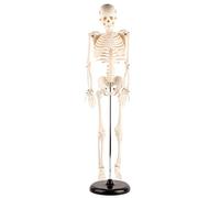TIKATARER Modèle de Squelette Humain, Outil Pédagogique D'anatomie en | Construction Spéciale en Résine, Membres Flexibles, Base et Tige de Support, Utilisation Anatomique à L'école et au