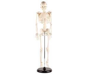 TIKATARER Modèle de Squelette Humain, Outil Pédagogique D'anatomie en | Construction Spéciale en Résine, Membres Flexibles, Base et Tige de Support, Utilisation Anatomique à L'école et au