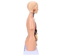TIKATARER Modèle du Corps Humain, Modèle d'anatomie Humaine Modélisation de Bilan éducatif Amovible d'anatomie du Torse Humain ' du Torse pour Enseigner à l'école Scolaire 17,7 Pouces