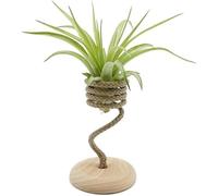 Tillandsia Brachycaulos Multiflora Viva avec corde - Plante aérienne naturelle d'intérieur | Plante aérienne sans terre facile à entretenir | Décoration verte pour la maison et le bureau | Idée cadeau