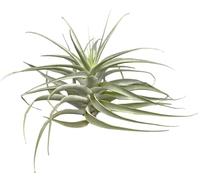 Tillandsia cacticola bright leaf