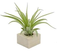 Tillandsia Multiflora Plante véritable avec support en bois naturel Essenziale S | Plante d'intérieur colorée | Design italien Michieli Floricoltura