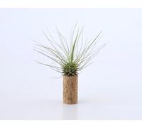 Tillandsia plante aérienne suspendue | Tillandsias fixées à un bouchon en liège et ventouse | Plantes d'intérieur naturelles pour décoration murale (1, Argentea)