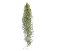 Tillandsia, Tilla ndsia usneoides