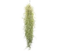 Tillandsia usneoides 50-60 cm - Mousse Espagnole, Plante Aérienne Sans Terre, pour Fenêtres, Terrariums et Décoration Naturelle