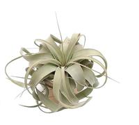 Tillandsia Xerographica S Plante véritable | La reine des plantes aériennes | Plante d'intérieur sans terre argentée | Michieli Floricoltura Italia