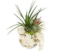 Tillandsias sur le rocher de Zanzibar - l - 2 plantes