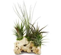 Tillandsias sur le rocher de Zanzibar - xxl - 5 plantes