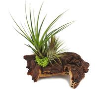 Tillandsias sur racine de Mopani - l - 2 plantes