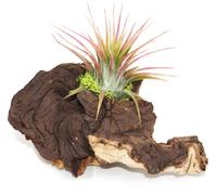 Tillandsias sur racine de Mopani - s - 1 plante