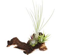 Tillandsias sur racine de Mopani - xl - 3 plantes