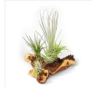 Tillandsias sur racine de Mopani - xxl - 5 plantes