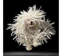 Tim Flach (Flying Mop 40 x 40 cm Toile Imprimée