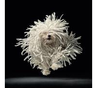 Tim Flach (Flying Mop 60 x 60 cm Toile Imprimée