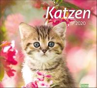 Times&more Katzen Bildkalender 2020 Monatskalendarium Spiralbindung Format 30 x 27 cm